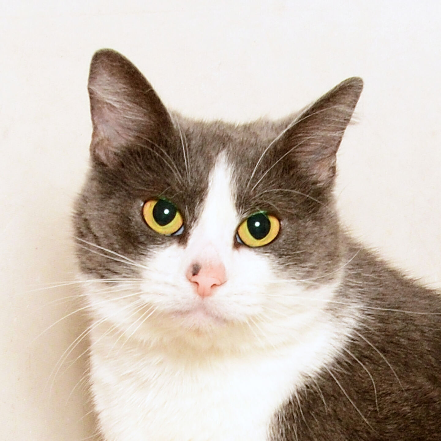 Martin County Pet of the Week - Week of Sept. 11, 2020